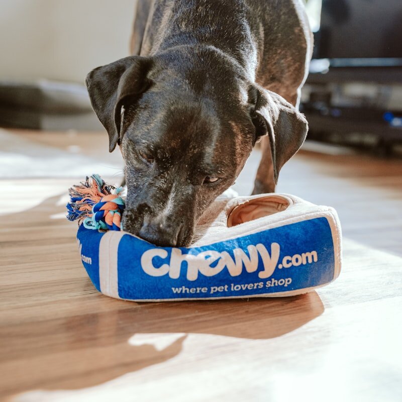 Automatic Pet Feeder
